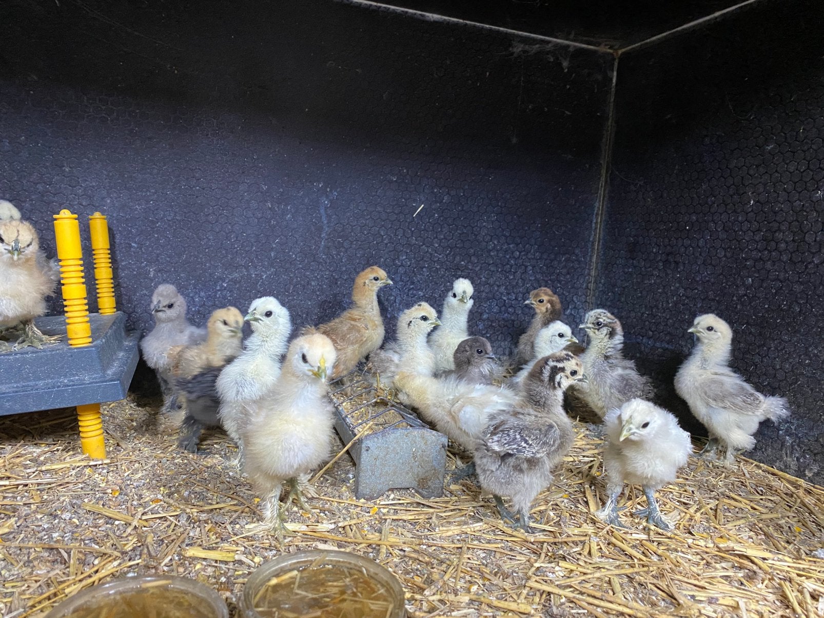 USA zijdehoen kuikentjes, Dieren en Toebehoren, Geslacht onbekend, Kip