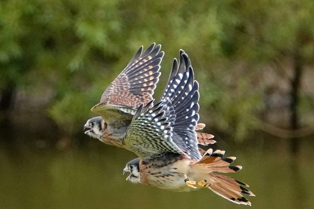 Amerikaanse torenvalkjes, Dieren en Toebehoren, Vogels | Overige Vogels, Meerdere dieren, Roofvogel, Tam