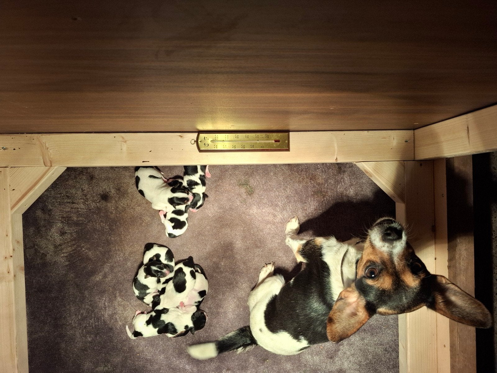 lieve puppies boerenfox, Overige rassen, 8 tot 15 weken, Meerdere, Meerdere dieren