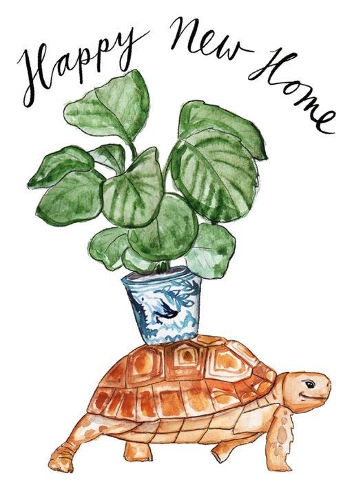 Muskusschildpad Turtle - unknown for sale from ramon