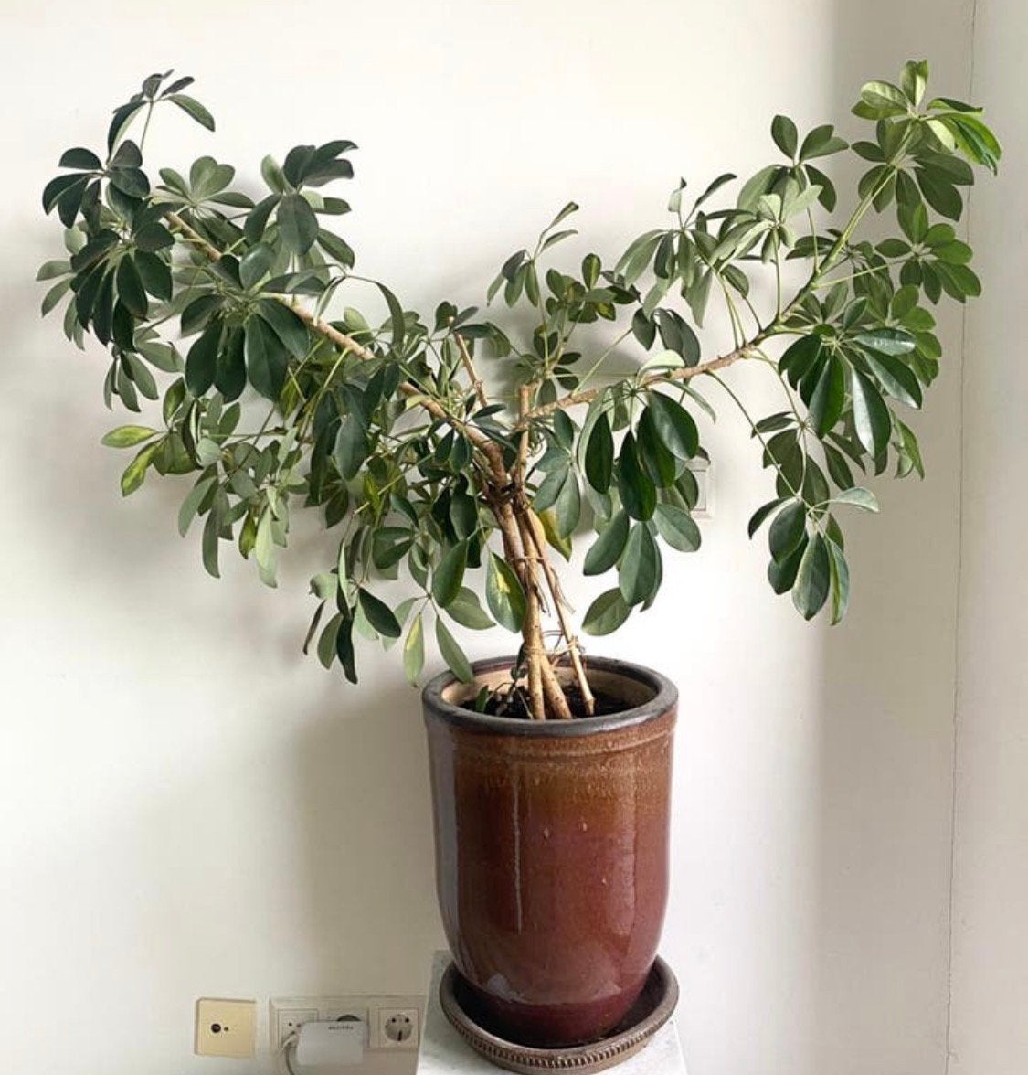 Grote kamerplant: vinger plant / schefflera arboricola, Ophalen, Halfschaduw