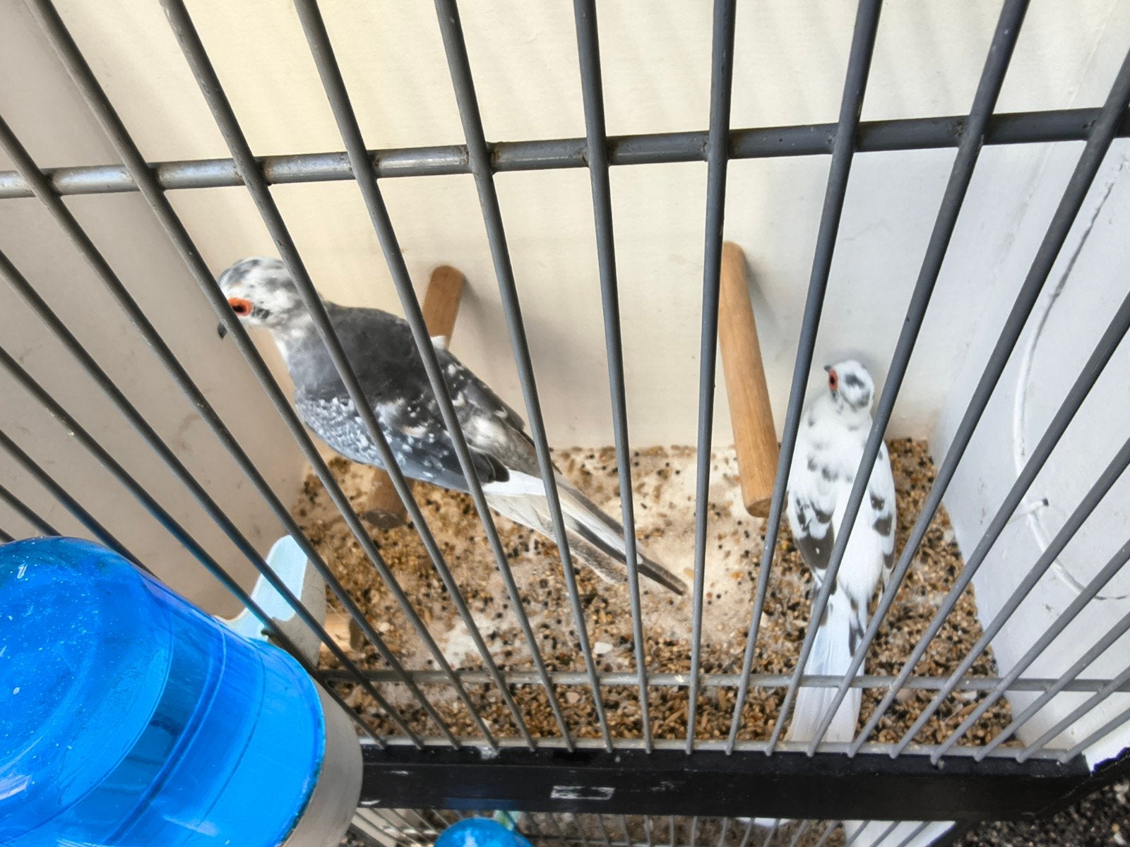 leuk koppel bonte diamantduiven 30 euro, Dieren en Toebehoren, Vogels | Overige Vogels, Meerdere dieren