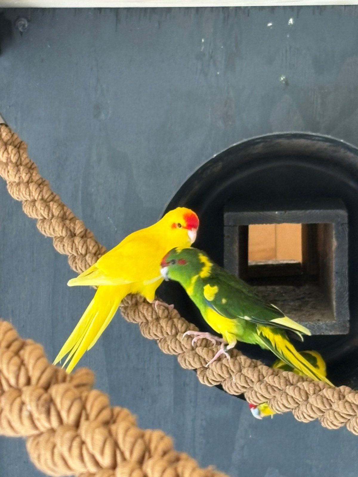 Kakariki geringd ontwormd pr in overleg, Dieren en Toebehoren, Meerdere dieren, Parkiet, Geringd