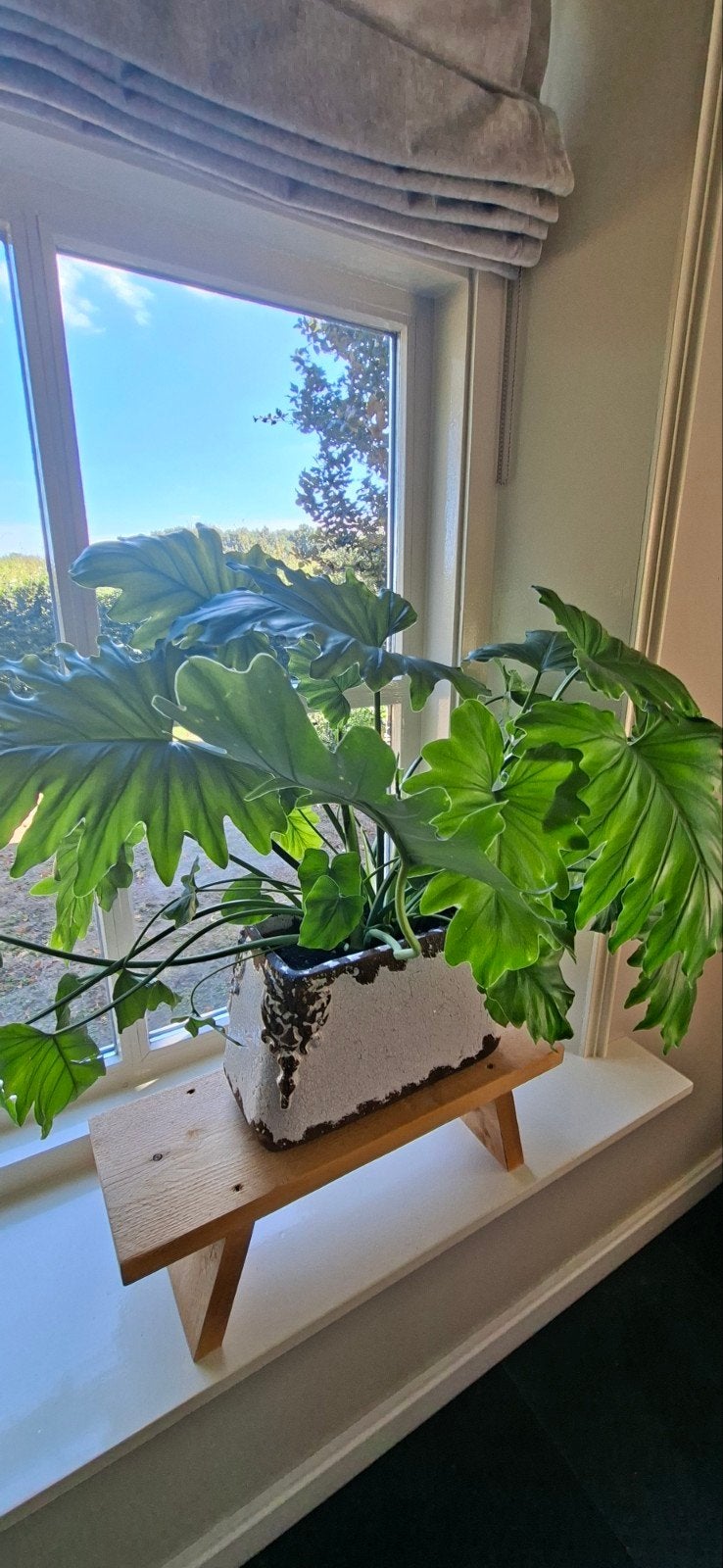 Grote kamerplanten in pot, merk PTMD, Ophalen, 100 tot 150 cm, Halfschaduw, In pot