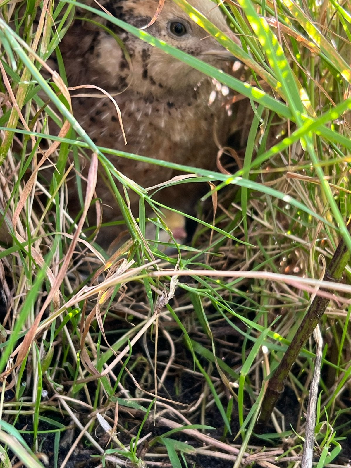 Natuurbroed Japanse kwartels, Dieren en Toebehoren, Meerdere dieren