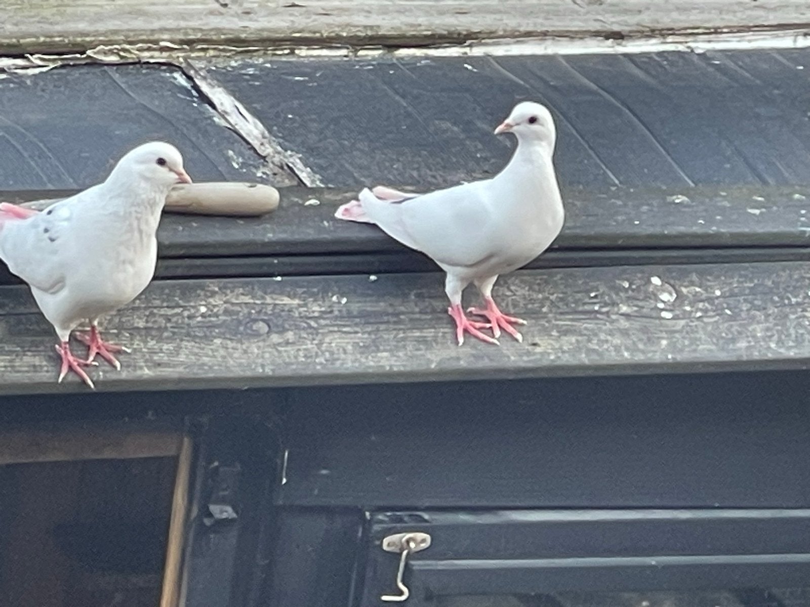 Duiven hoogvliegers, Dieren en Toebehoren, Vogels | Duiven, Meerdere dieren, Overige soorten