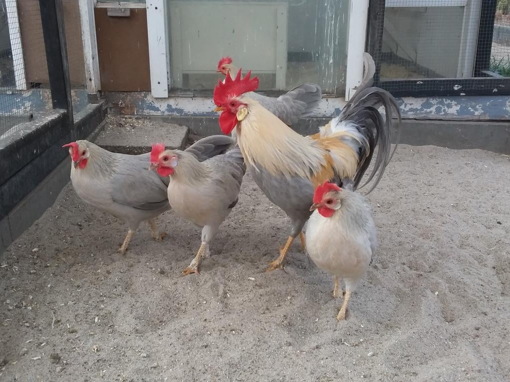 Broedeieren Leghorn kriel Isabelpatrijs, Dieren en Toebehoren, Pluimvee, Geslacht onbekend, Kip