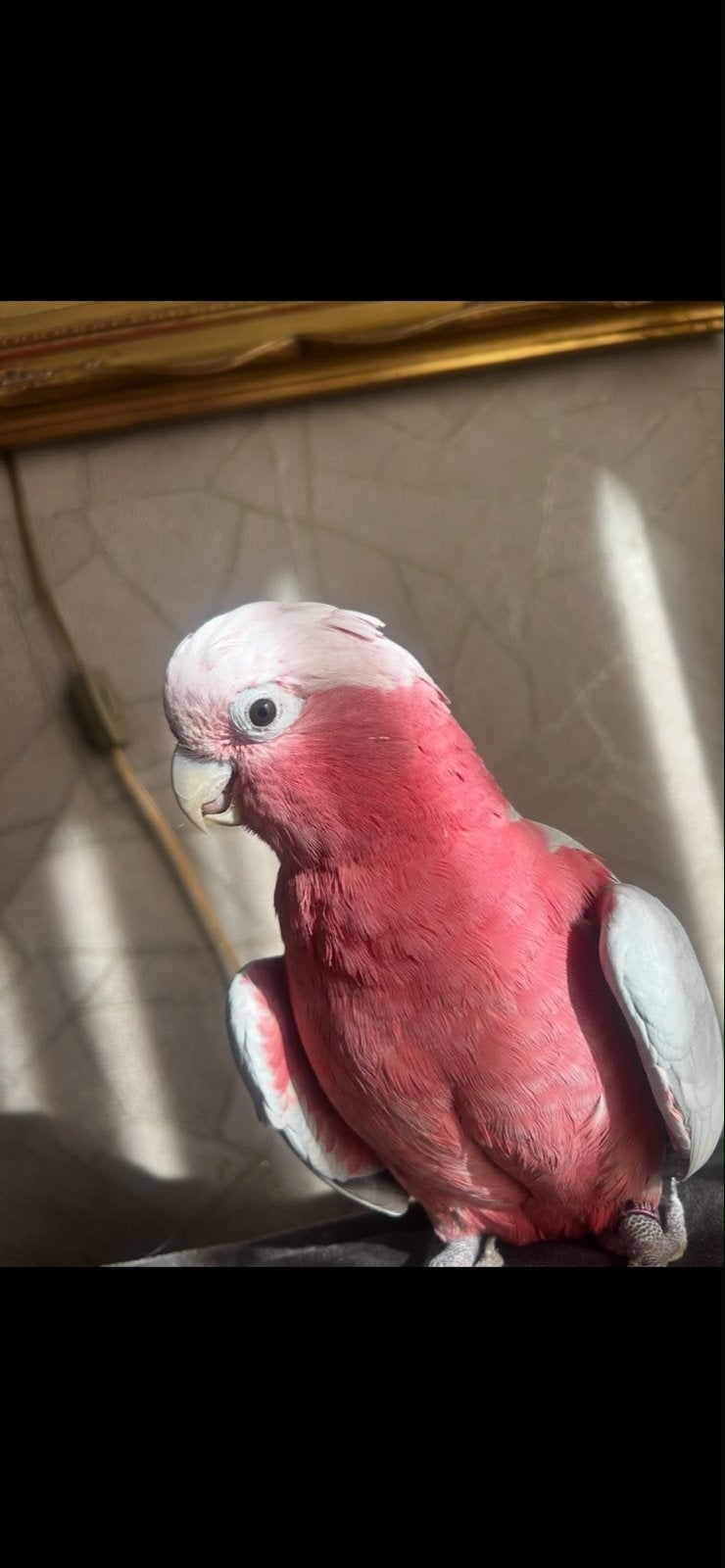 Roze kaketoe Rita vrouwtje, Vrouwelijk, Papegaai, Geringd