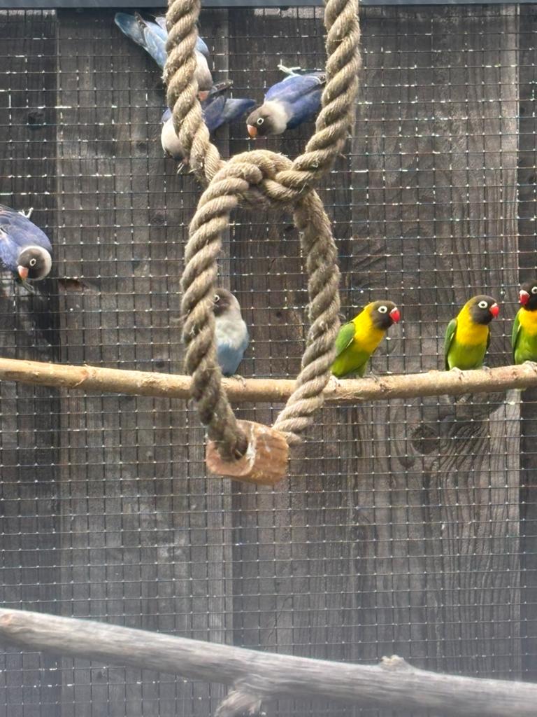 Jonge personatas 26, Dieren en Toebehoren, Vogels | Parkieten en Papegaaien, Meerdere dieren, Dwergpapegaai of Agapornis, Geringd