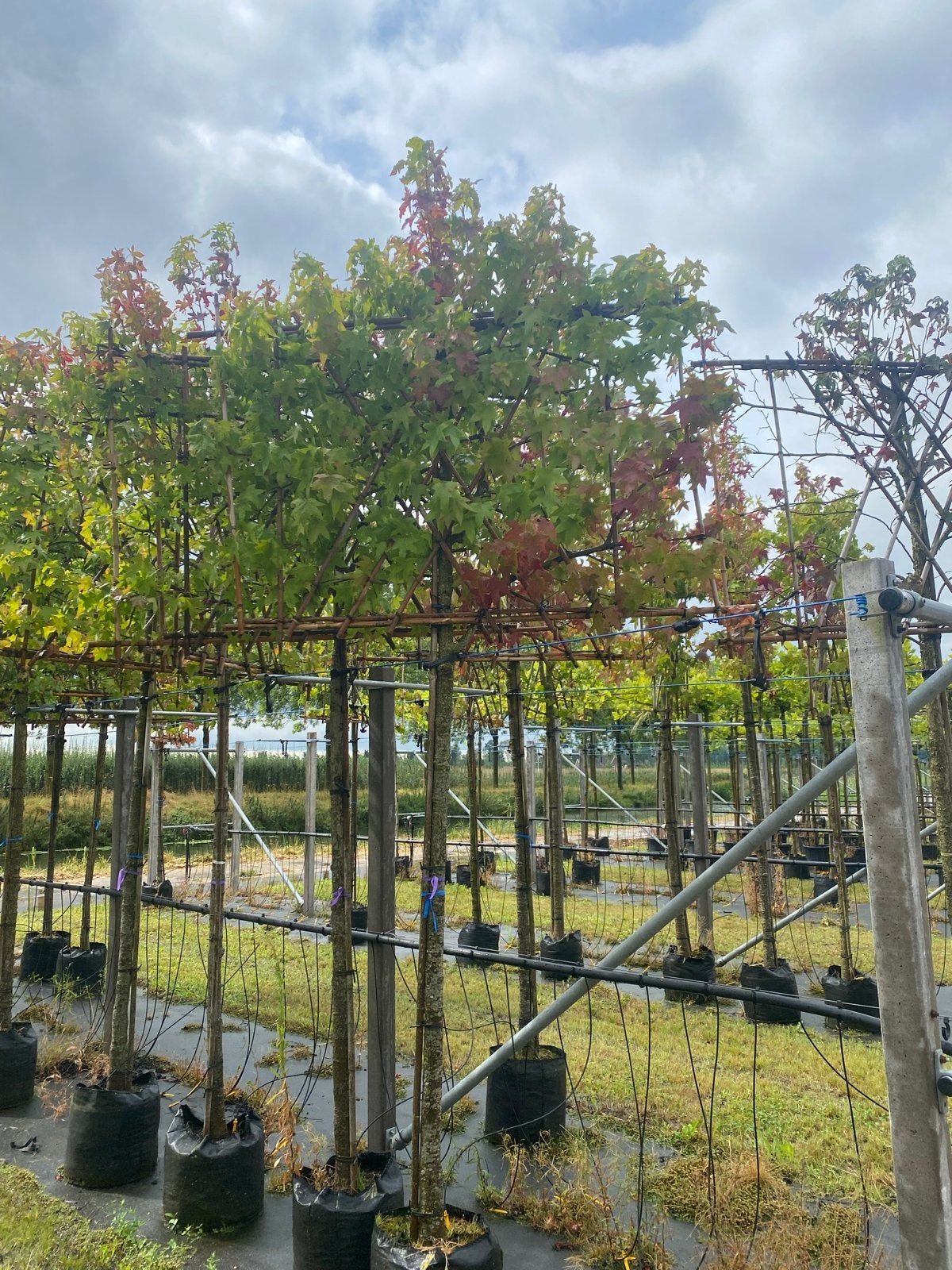 Liquidambar Styraciflua - Amberboom, Tuin en Terras, Planten | Bomen, Lente, 250 tot 400 cm, Volle zon, In pot