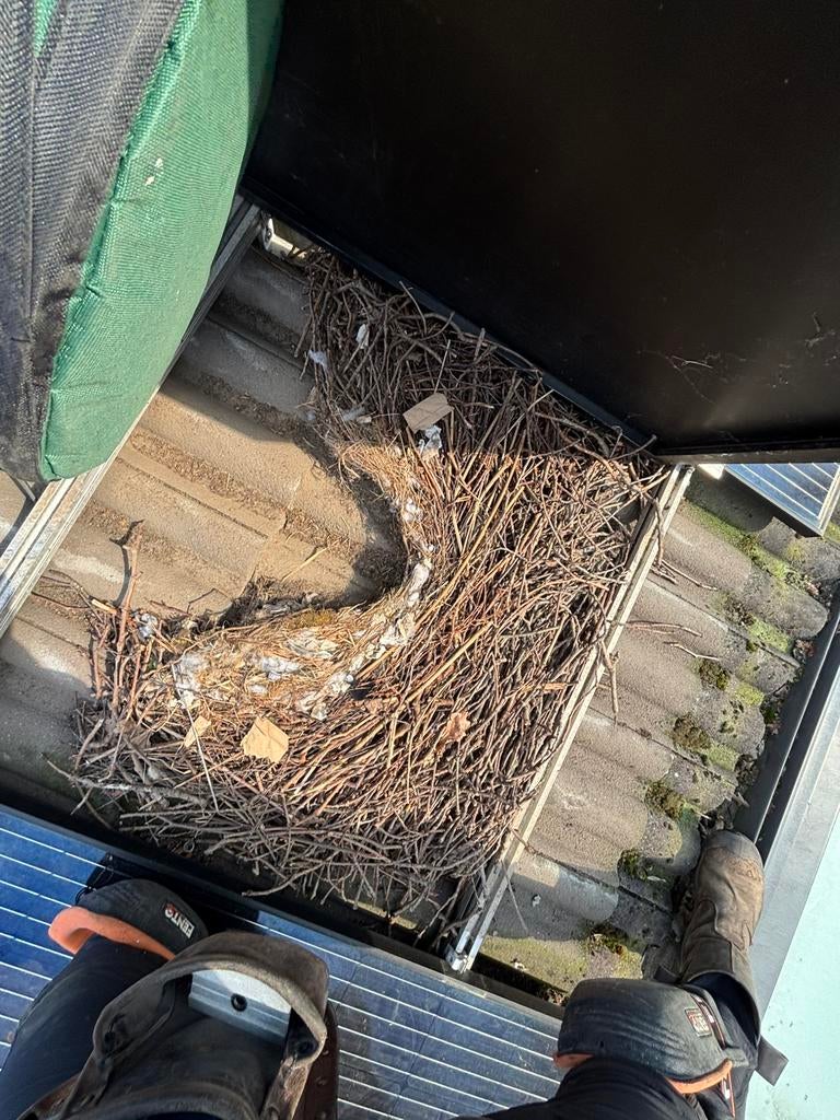 Vogel nesten onder uw paneel?, Ophalen of Verzenden, Nieuw, Overige typen