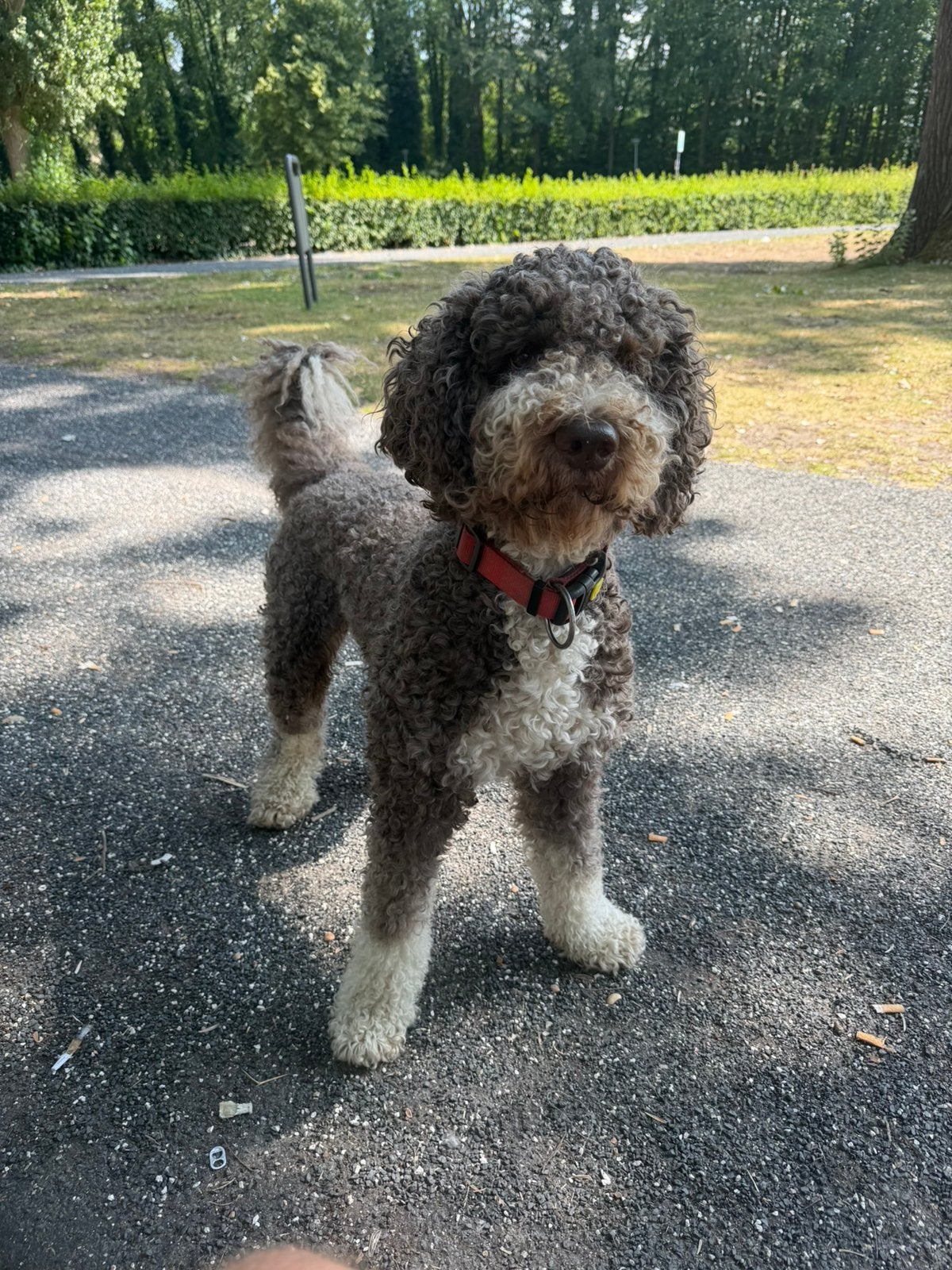 Prachtige sociale unieke bonte DOODLE dekreu aangeboden, Parvo, Reu, Eén hond, 3 tot 5 jaar