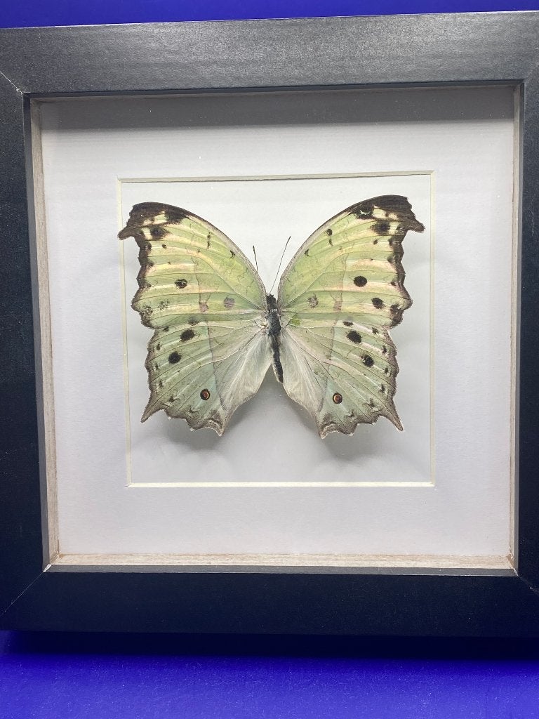 vlinder Salamis Perhassus, Ophalen of Verzenden, Nieuw, Insect, Opgezet dier