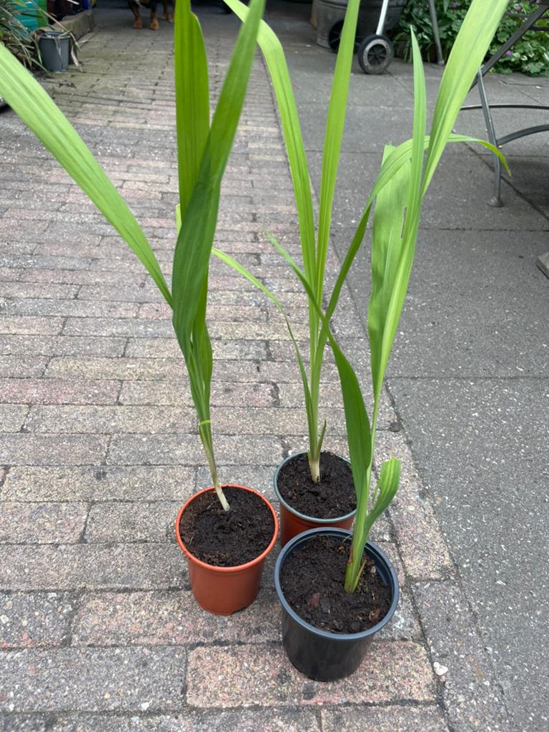 Crocosmia montbretia oranje bloemen biologisch gekweekt, Volle zon, Vaste plant, Zomer, Ophalen