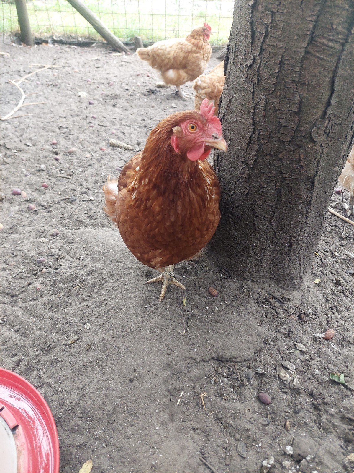 Oude leghennen, Dieren en Toebehoren, Pluimvee, Vrouwelijk, Kip