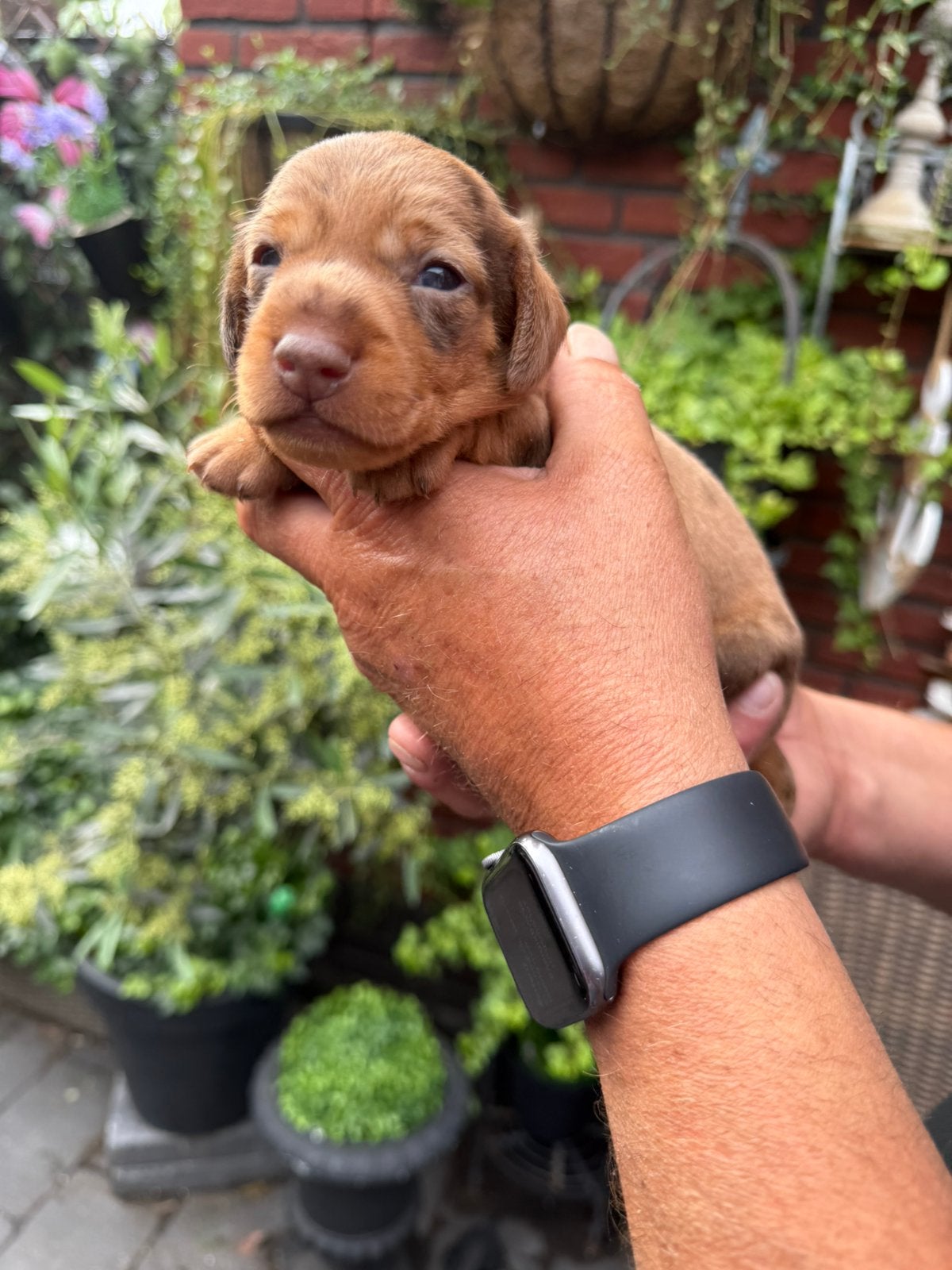 Dwerg teckel pups, Parvo, 8 tot 15 weken, Korthaar, Dwerg