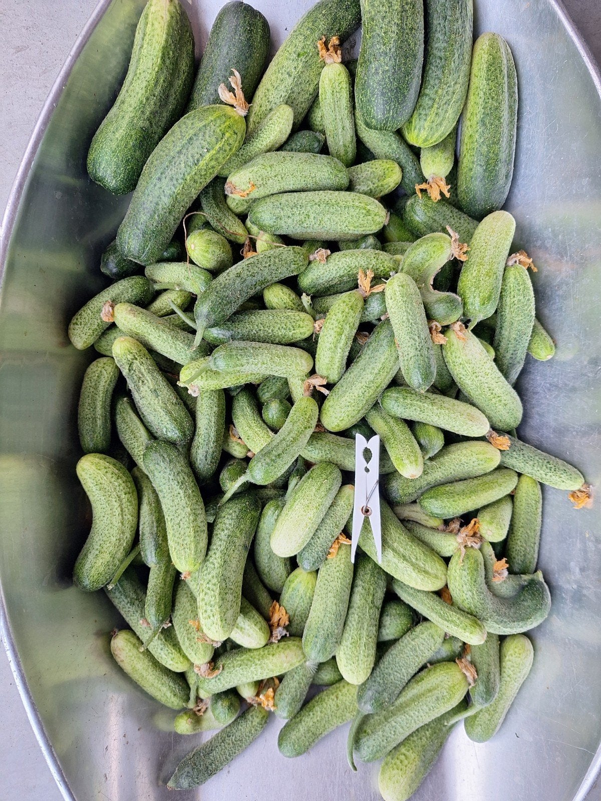 Augurken Groenten en fruit., Ophalen of Verzenden, Eenjarig, Groenteplanten, Volle zon