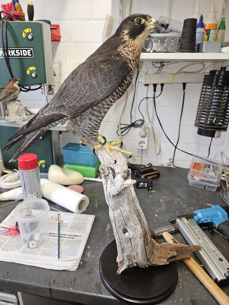Prachtige mooie nieuw opgezette slechtvalk  ( Donker ), Verzamelen, Dierenverzamelingen, Verzenden, Nieuw, Vogel, Opgezet dier