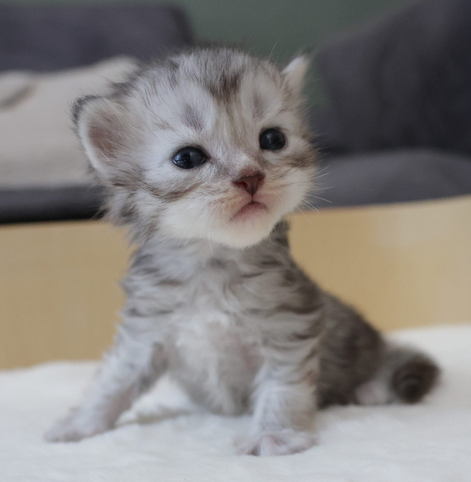 🐾 Lieve Maine Coon kittens Beschikbaar., Dieren en Toebehoren, Meerdere dieren, Ontwormd, 0 tot 2 jaar