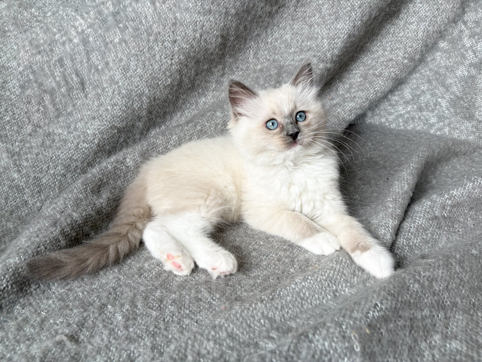 Bleu point mitted Ragdoll Kittens, Meerdere dieren, Gechipt, 0 tot 2 jaar