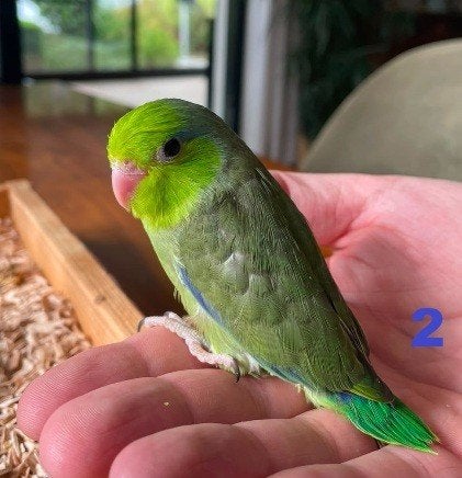 Groene Forpus kuikens - dwergpapegaai - handtam - 07/2026, Dieren en Toebehoren, Meerdere dieren, Papegaai, Geringd