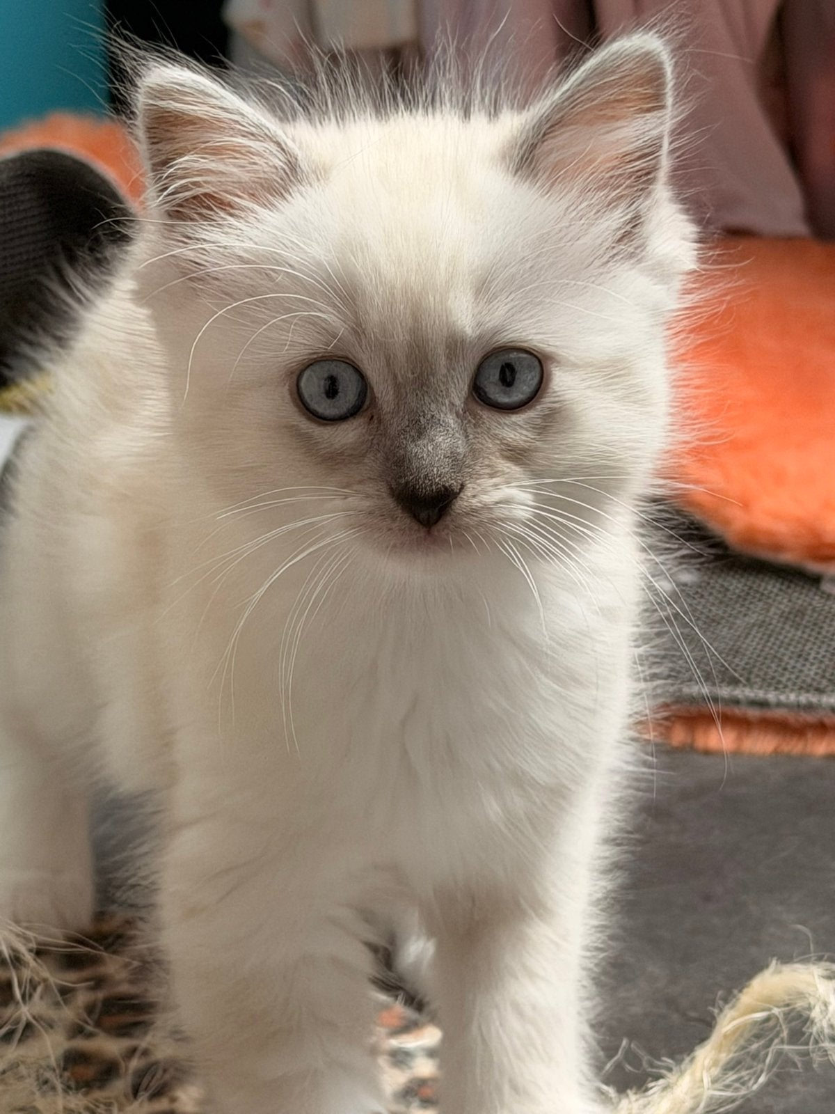 Ragdoll kitens, Poes, Langharig, 0 tot 2 jaar