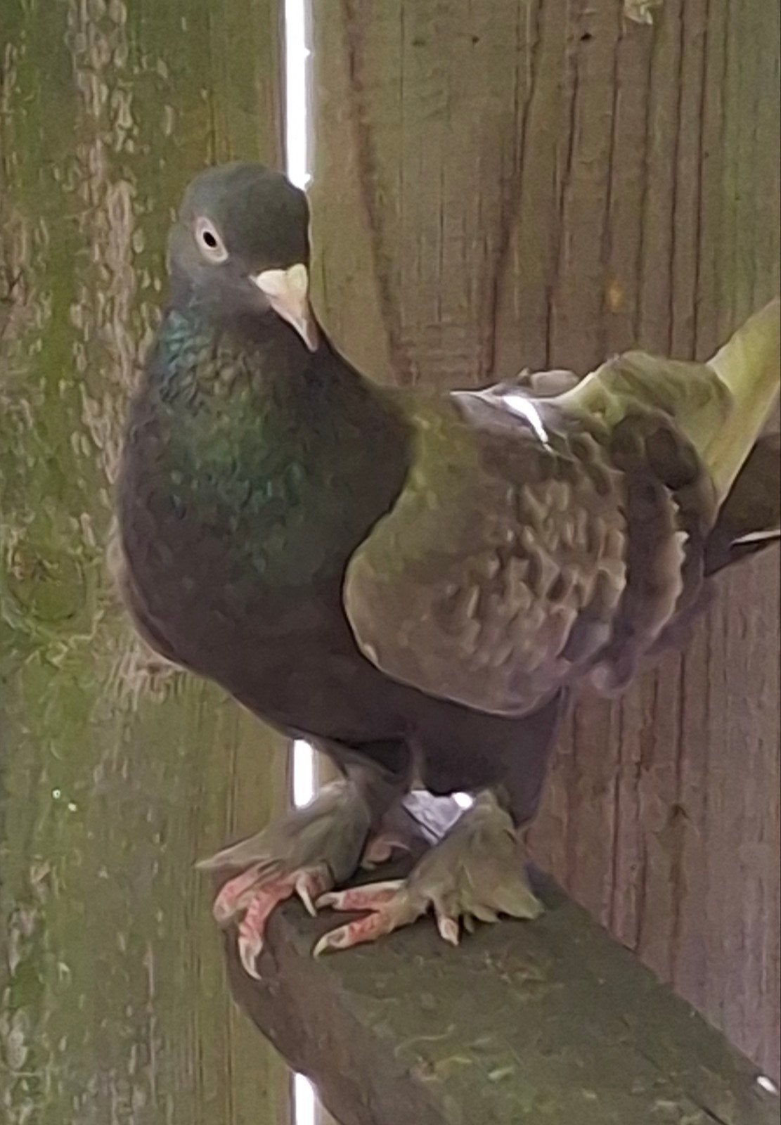 Takla-vrouw, Dieren en Toebehoren, Vogels | Duiven, Vrouwelijk