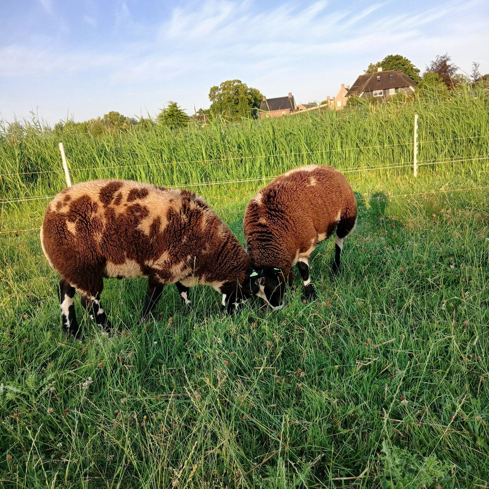Bonte dekrammen, Mannelijk, Schaap, 0 tot 2 jaar