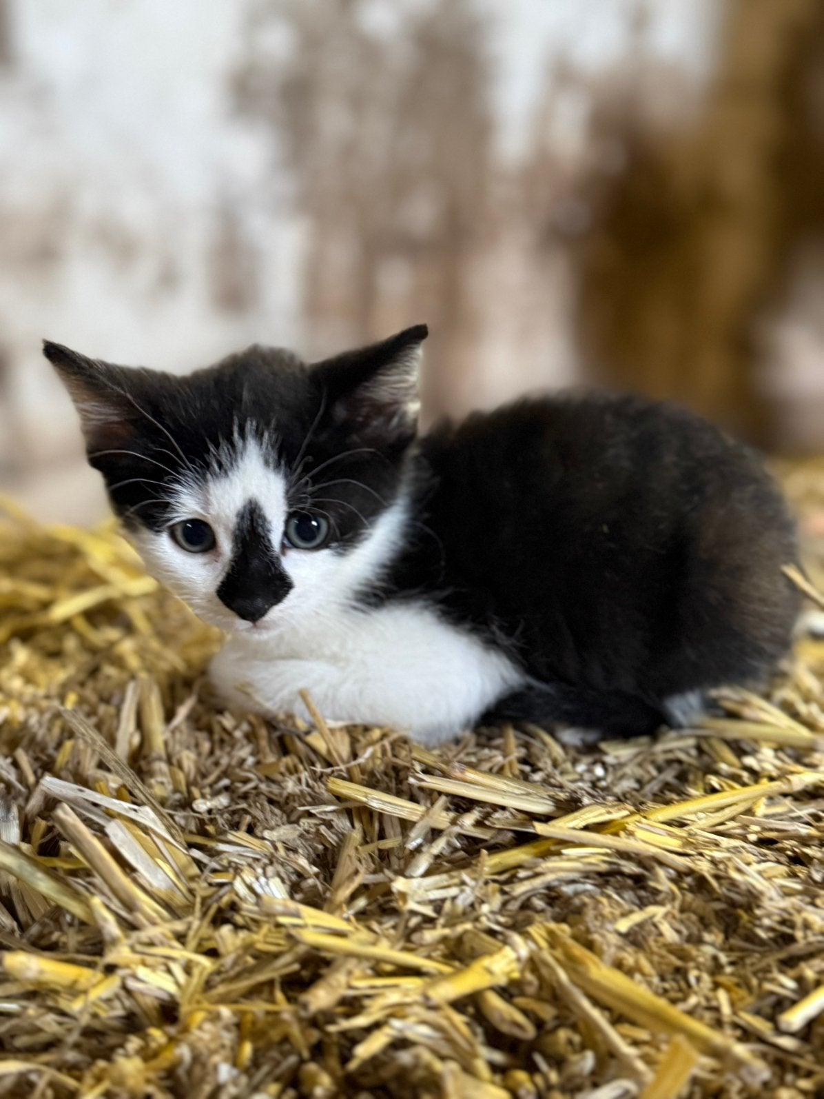 Mooie boerderij kittens (nog 2), Meerdere dieren, 0 tot 2 jaar