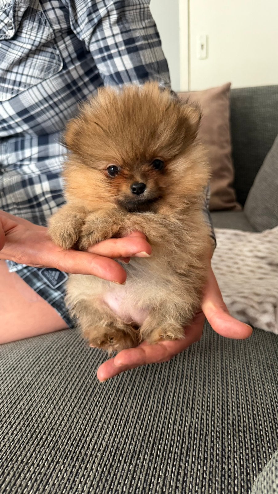 Pomeriaan pup pomeranian pups, Dieren en Toebehoren, Honden | Poolhonden, Keeshonden en Oertypen, Keeshond, 8 tot 15 weken, Parvo