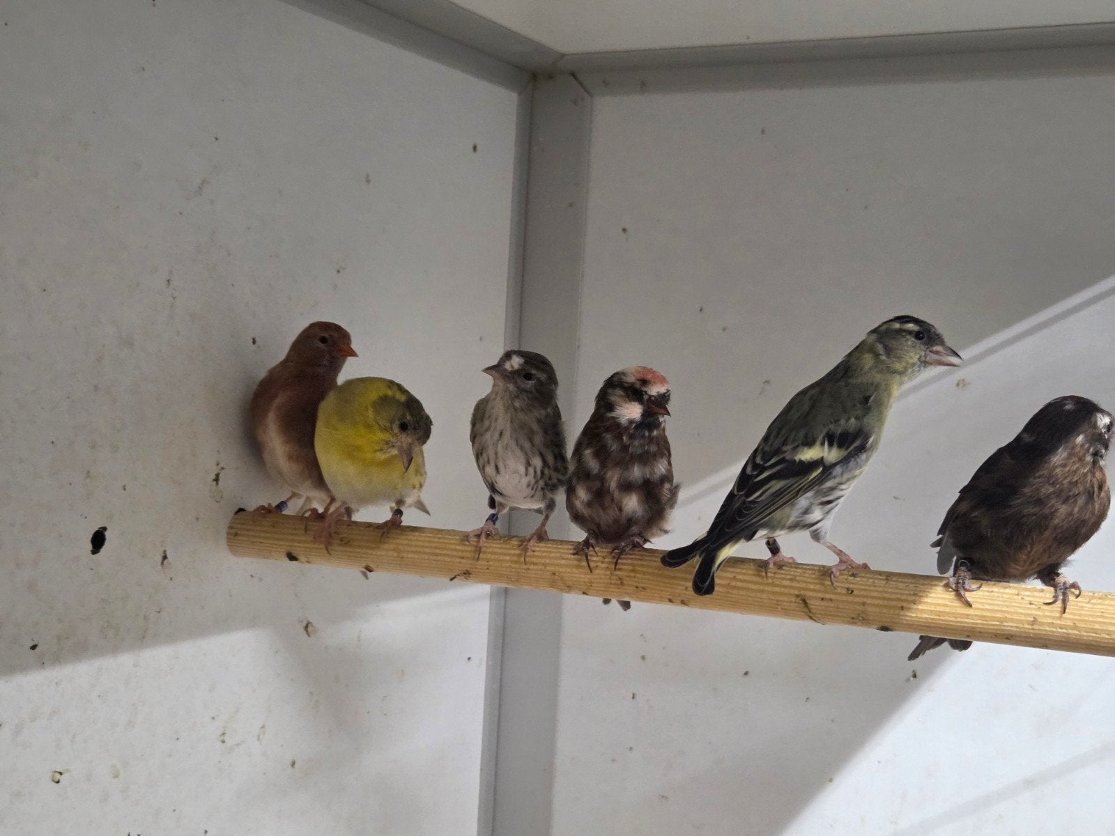 Sijsjes, Dieren en Toebehoren, Vogels | Overige Vogels, Meerdere dieren, Wildzangvogel
