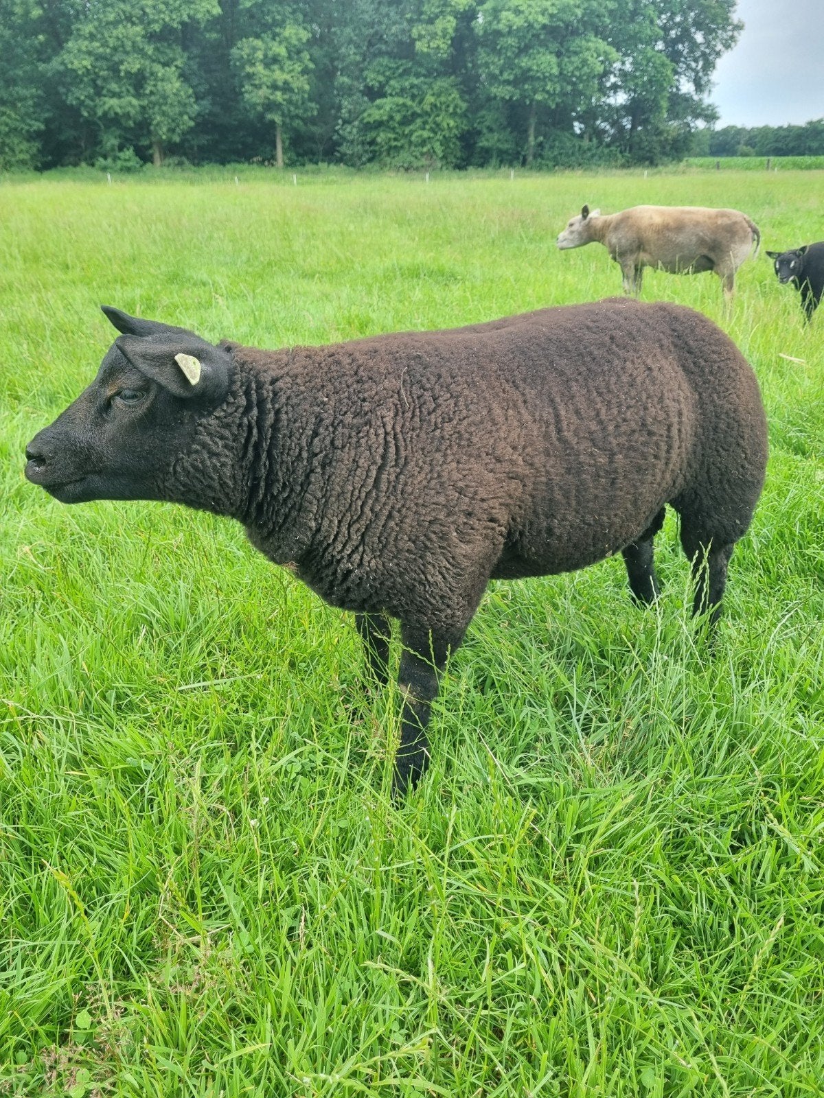 Stamboek Zwarte Texelaar Dekram, Dieren en Toebehoren, Mannelijk, Schaap, 0 tot 2 jaar