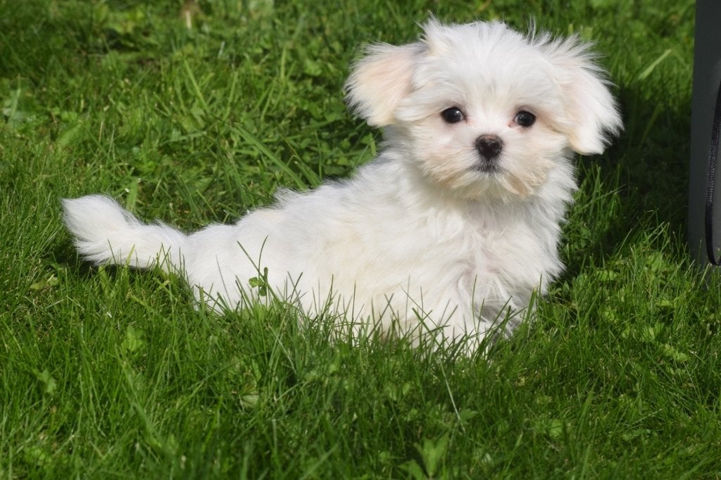 Maltezer pups nieuw nestje beschikbaar, België, Maltezer, 15 weken tot 1 jaar, Meerdere