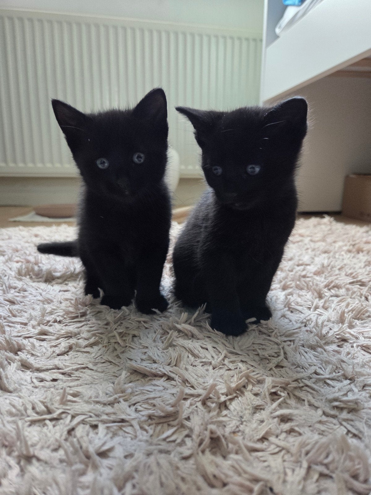 4 schattige kittens zoeken een warm en liefdevol thuis!, Meerdere dieren, Kortharig, 0 tot 2 jaar