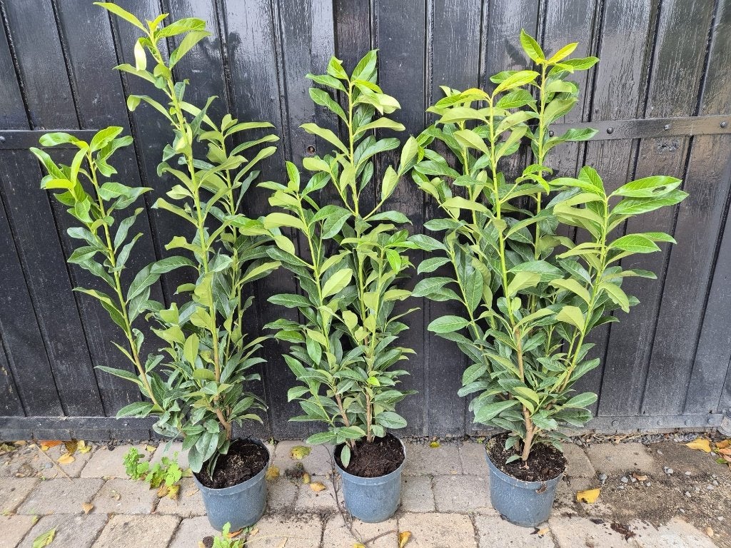 Prunus Genolia - smal opgaande laurierhaagplanten, Tuin en Terras, Ophalen of Verzenden, Laurier, Haag, Minder dan 100 cm