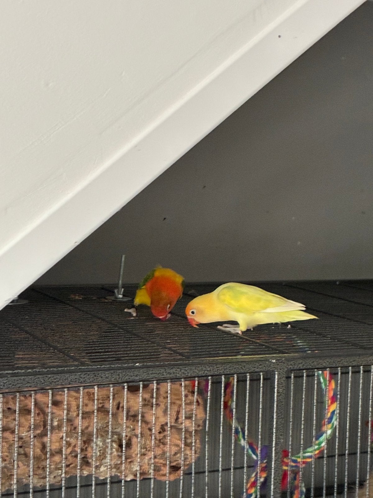 Liefdevolhuisje gezocht, Meerdere dieren, Parkiet