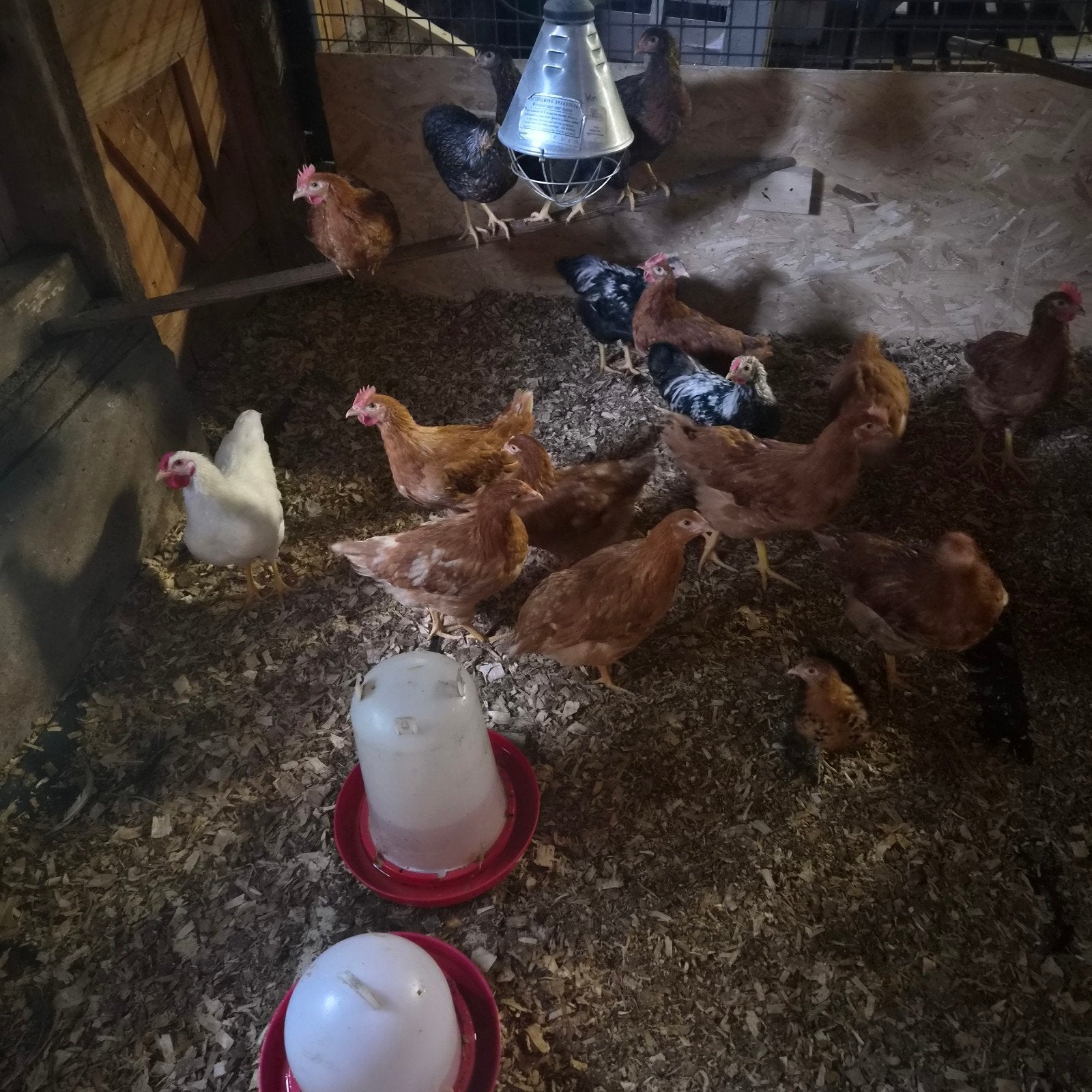 Te koop  leghorn hanen., Mannelijk, Kip
