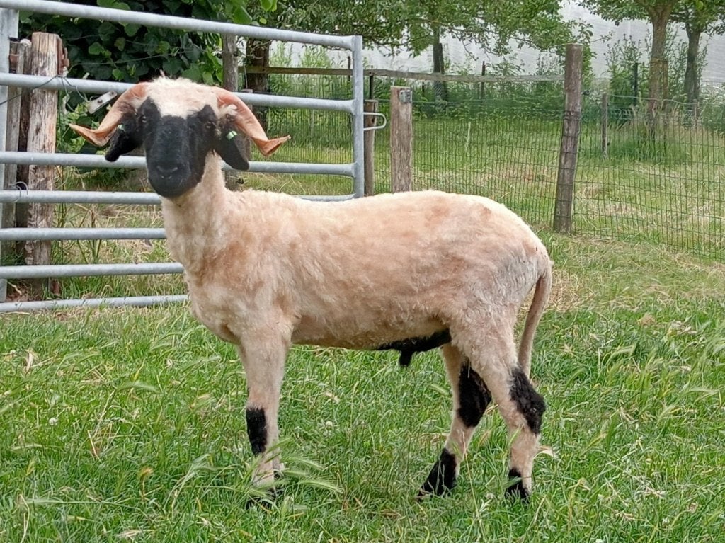 Walliser Schwarznase dekram ARR/ARR, Mannelijk, Schaap, 0 tot 2 jaar