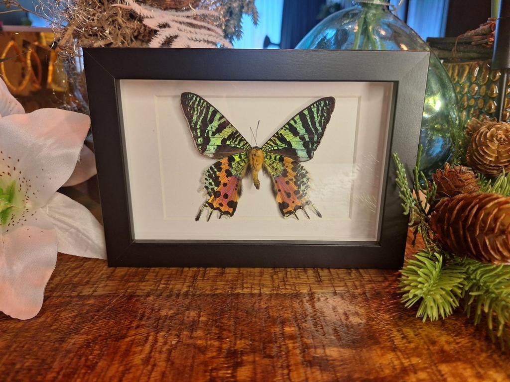Urania ripheus in lijst, Huis en Inrichting, Woonaccessoires | Lijsten, Minder dan 50 cm, Ophalen of Verzenden, Zo goed als nieuw