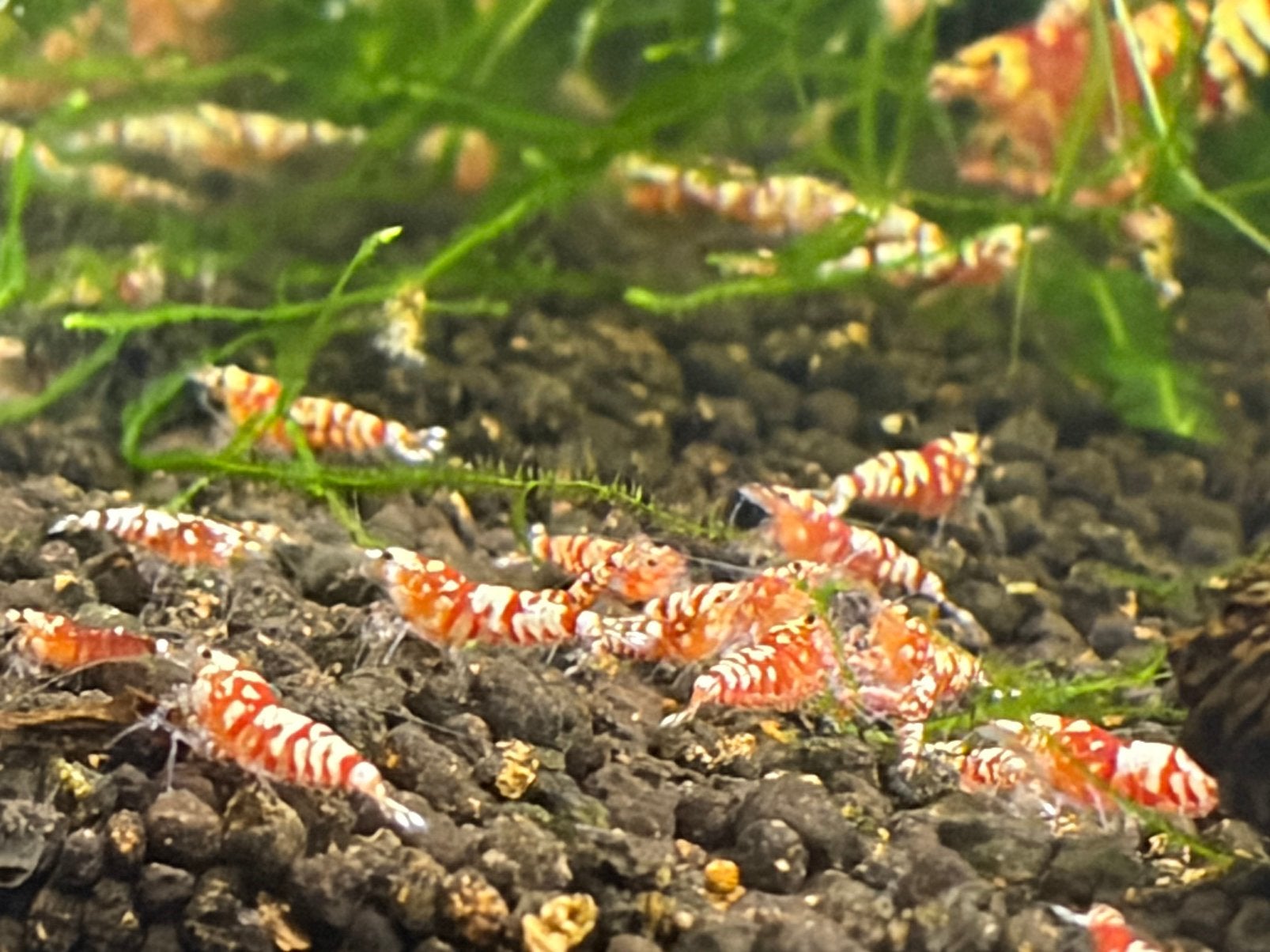 Aanbieding! Caridina fancy tiger red garnalen evt verzending, Kreeft, Krab of Garnaal, Zoetwatervis, Schoolvis