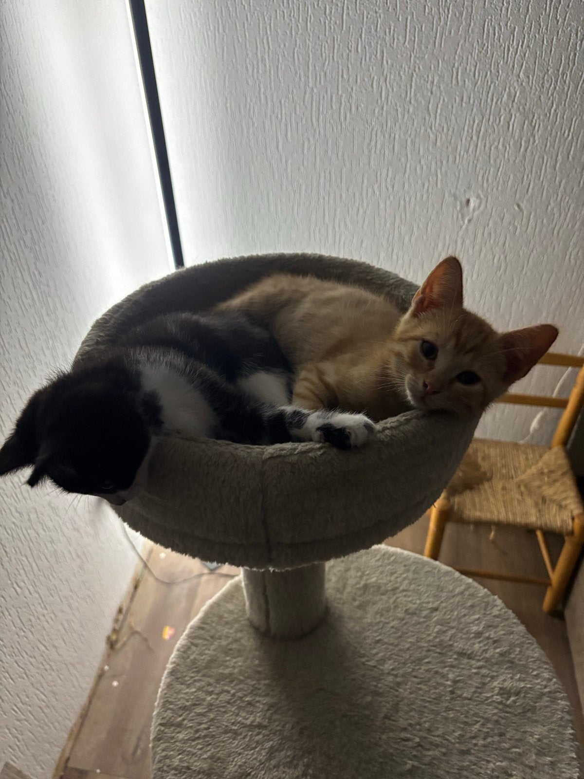 2 leuke katers, Dieren en Toebehoren, Kater