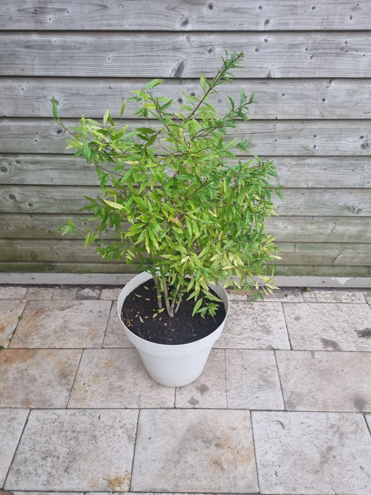 Granaatappelplant (Punica granatum) – 95 cm – pot Ø38 cm, Ophalen, Vaste plant, Fruitplanten, Volledige schaduw
