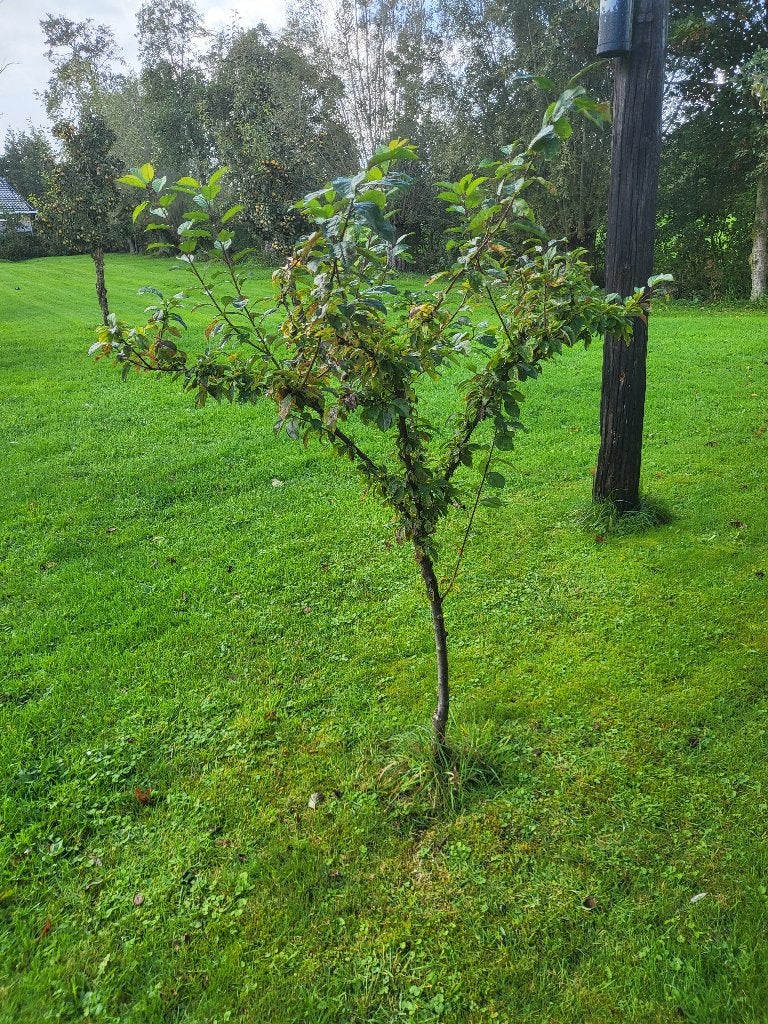 pruimenboom kruising pruimabrikoos pruim abrikoos fruitboom, Ophalen, Lente, Overige soorten, Volle zon