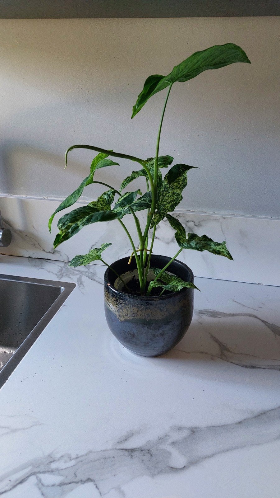 Syngonium Mojito, Groene kamerplant, Ophalen, Halfschaduw, Minder dan 100 cm