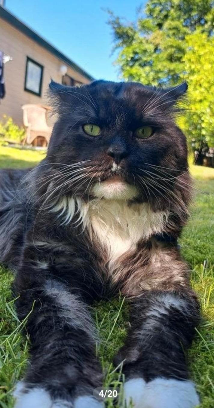Maine coon Dekkater - Niet te koop, Dieren en Toebehoren