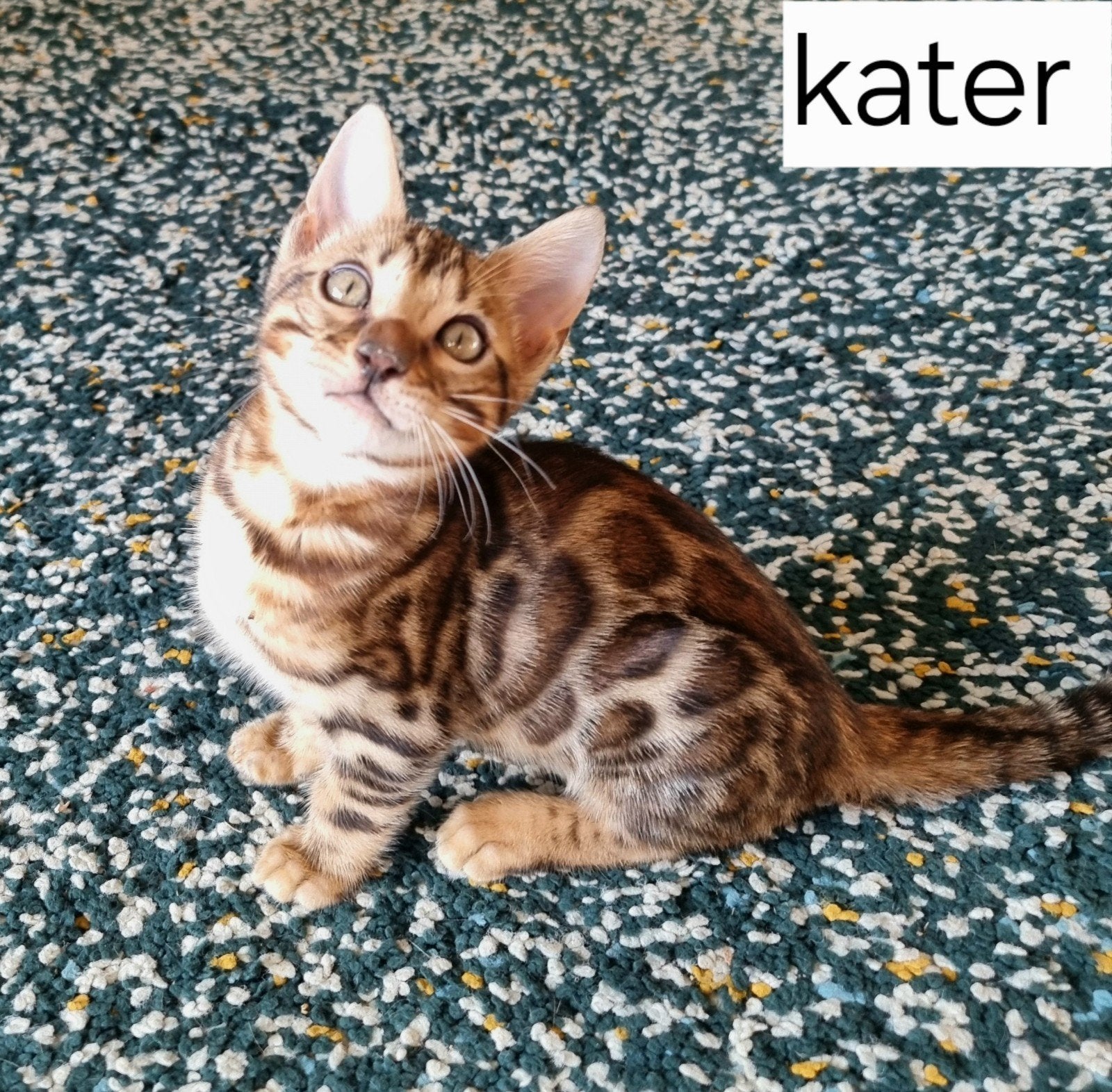 Bengaal kittens met stamboom beschikbaar, Dieren en Toebehoren, Meerdere dieren, Met stamboom, 0 tot 2 jaar