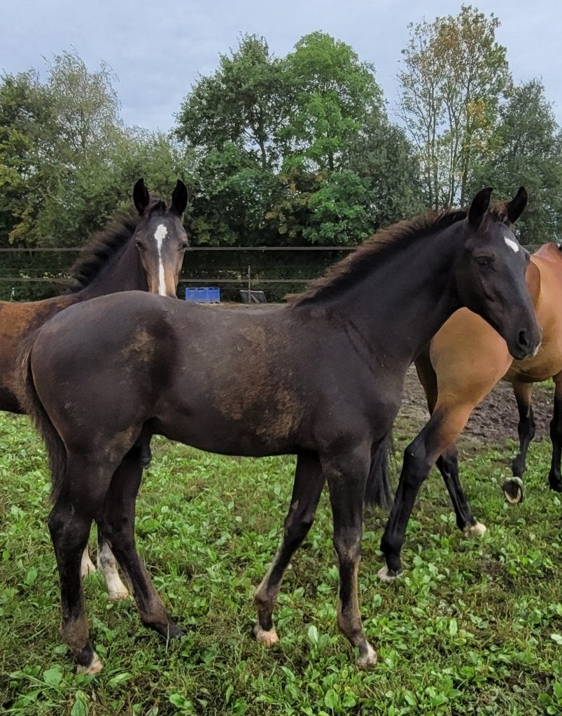 Mooi hengstveulen, gunstige prijs, Dieren en Toebehoren, Paarden, Met stamboom, Niet van toepassing, Dressuurpaard, 0 tot 2 jaar