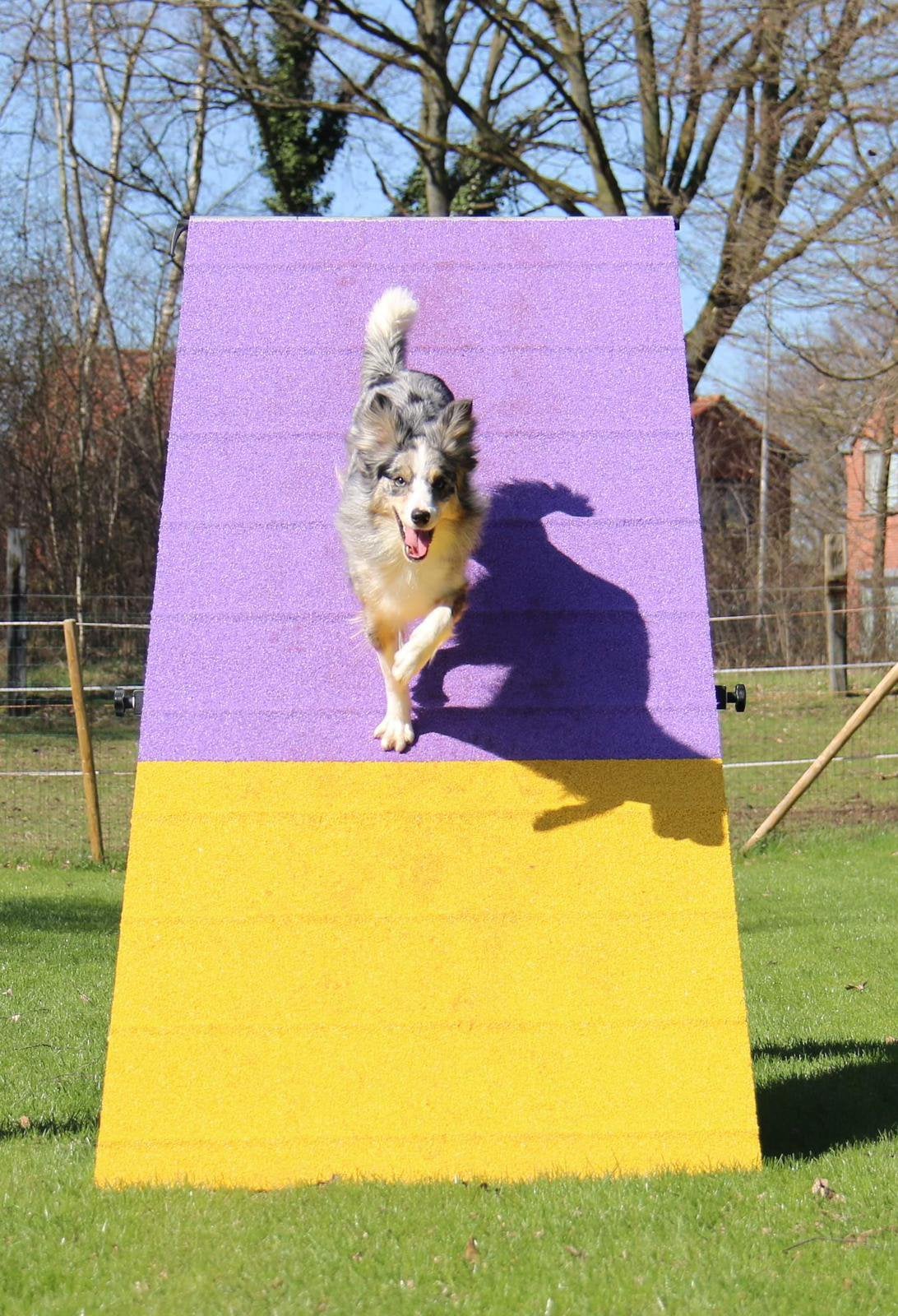 Border Collie teefjes, België, Particulier, CDV (hondenziekte), 8 tot 15 weken