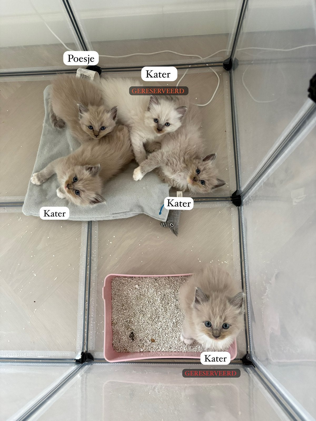 ragdoll kittens, Poes, Met stamboom, 0 tot 2 jaar