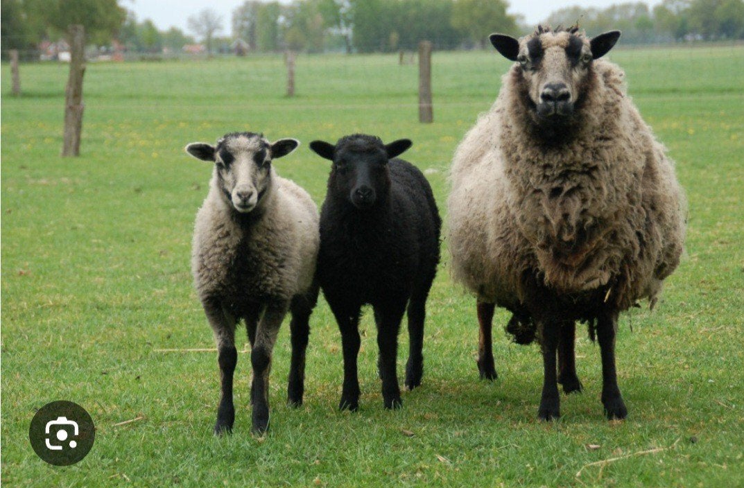 Klein  schaap   Shetland schaap met ooilam., Dieren en Toebehoren, Schapen, Geiten en Varkens, Vrouwelijk, Schaap